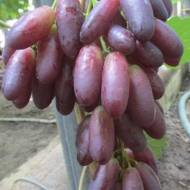 Саженец Виноград Красава в контейнере