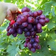 Саженец Виноград Памяти учителя в контейнере