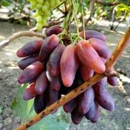 Саженец Виноград Зевс в контейнере