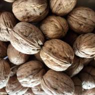 Саженец Орех грецкий Чандлер