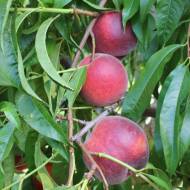 Саженец Персик Роял Глори в контейнере