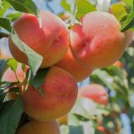 Саженец Персик Юбилейный колонновидный в контейнере