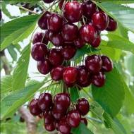 Саженец Вишня королева сада колонновидная в контейнере