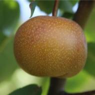 Саженец Груша Азийская Секуи в контейнере