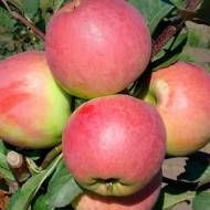 Саженец Яблоня Цвет Каролины в контейнере