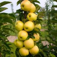 Саженец Яблоня Медок колонновидная в контейнере