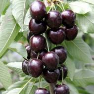 Саженец Черешня Кордия в контейнере