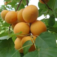 Саженец Абрикос Манитоба в контейнере