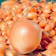 Лук севок Центурион