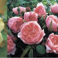 Комплект з 3-ьох англійських троянд