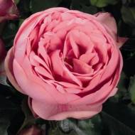 Троянда англійська Хеппі піано в контейнері