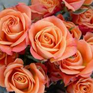 Троянда спрей Келлі в контейнері