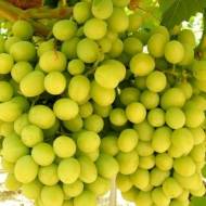 Саджанець Виноград Рататуй в контейнері