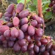 Саджанець Виноград Зоренька в контейнері