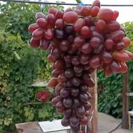 Саджанець Виноград Щелкунчик в контейнері