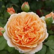 Троянда Принцеса Маргарет плетиста