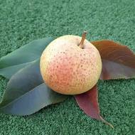 Саджанець Груша Пінго-Лі