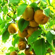 Саджанець Груша Олімпік