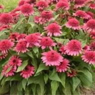 Саджанець Ехінацея Распбері в контейнері