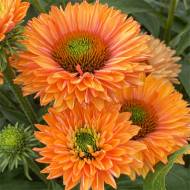 Саджанець Ехінацея Сансікерс Пампкін Пай в контейнері