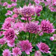 Саджанець Астранція Пінк Боттон в контейнері