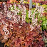 Саджанець Гейхера Брас Лантерн в контейнері