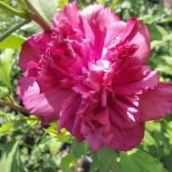 Саджанець Гібіскус Френч Кабаре Ред в контейнері