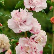 Саджанець Гібіскус Френч Кабаре Пастель в контейнері