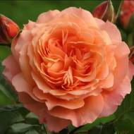 Роза английская Мери Роуз в контейнере