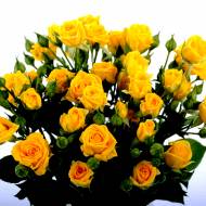 Роза спрей Сан Сити в контейнере