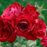 Роза флорибунда Мона Лиза в контейнере