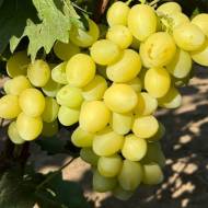 Саженец Виноград Рататуй в контейнере