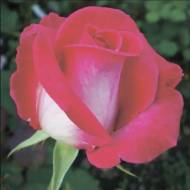 Роза чайно-гибридная Верди в контейнере