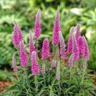 Саженец Вероника колористая Беби Пинк в контейнере