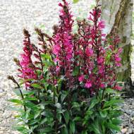 Саженец Лобелия Дип Роуз в контейнере