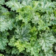 Саженец Гейхера Лайм Свизл в контейнере