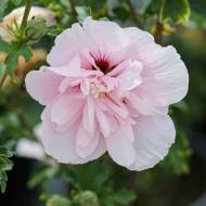 Саженец Гибискус Френч Кабаре Пастель в контейнере