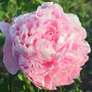 Саженец Пион Сара Бернар в контейнере