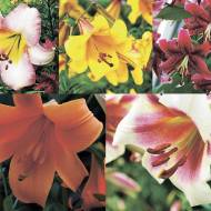 Комплект з 5 лілій