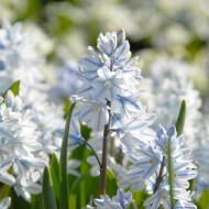 Пушкінія Лібанотіка (5/6)