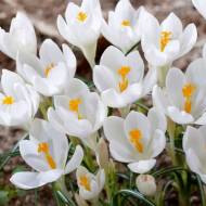 Шафран (крокус) Айворі Принцес (8/9)