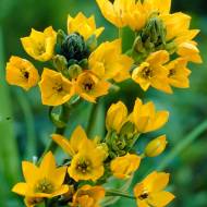 Орнітогалум Дубіум Єлоу (5/+)