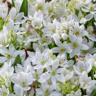 Орнітогалум Вайт Трофі (5/6)