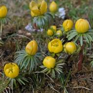 Ерантіс Ціліція (3,5/4)