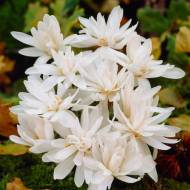 Пізньоцвіт Альбопленум (13/+)