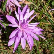 Пізньоцвіт Аутуналє Плентіфлейм (13/+)