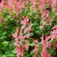 Хохлатка Бес Еванс (5/6)