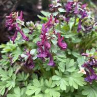 Хохлатка Соліда (5/+)