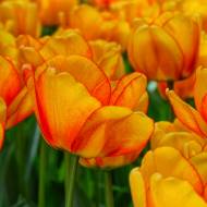 Тюльпан Блашінг Апердурн (11/12)