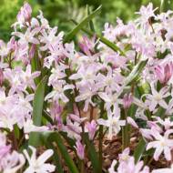 Хионодокса Пинк Джиант (4/5)